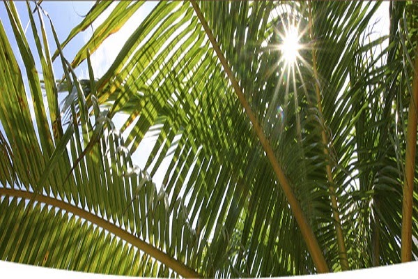 Cremation Society of Southern California Corona California