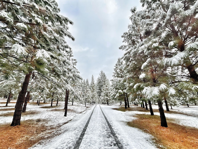 Better Place Forests – Yosemite Gateway Coulterville California