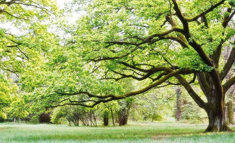 Lowe-Neddo Funeral Home Matthews North Carolina