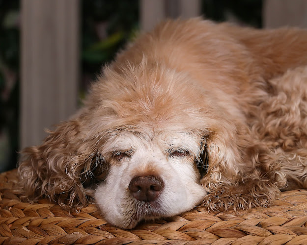 Funeral Services at Caring Hearts Pet Cremation in Greenbrier, Arkansas | FuneralHome.site Caring Hearts Pet Cremation Greenbrier Arkansas