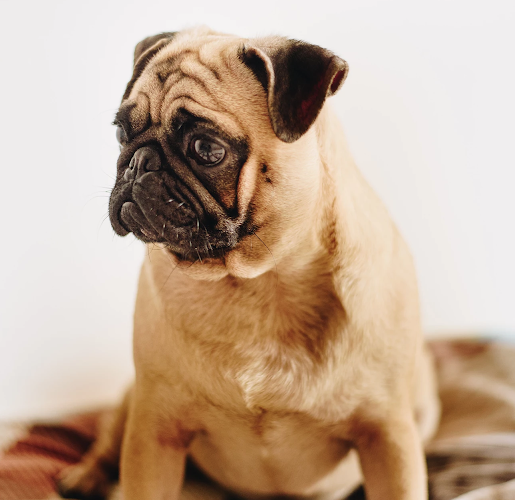 Funeral Services at Lasting Memories 4 Pets in DeLand, Florida | FuneralHome.site Lasting Memories 4 Pets DeLand Florida