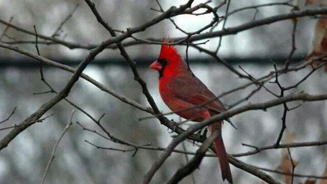 Funeral Services at Affordable Funeral Service & Cremation LLC ( Franklin H. Rainear , Jr. ) in Ewing Township, New Jersey | FuneralHome.site Affordable Funeral Service & Cremation LLC ( Franklin H. Rainear , Jr. ) Ewing Township New Jersey